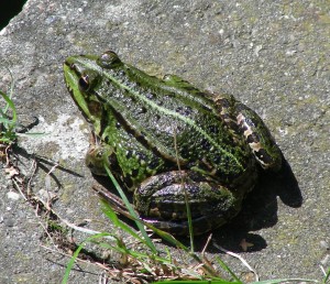 Rana Esculenta - Fotografia di Ib Rasmussen - di pubblico dominio (Tratta da Wikipedia)